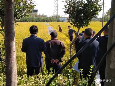 【农技服务】张桥镇举办化肥减量增效技术培训班